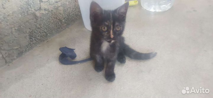 Котята бесплатно