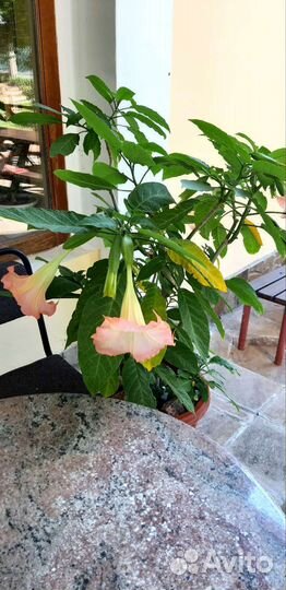 Бругмансия