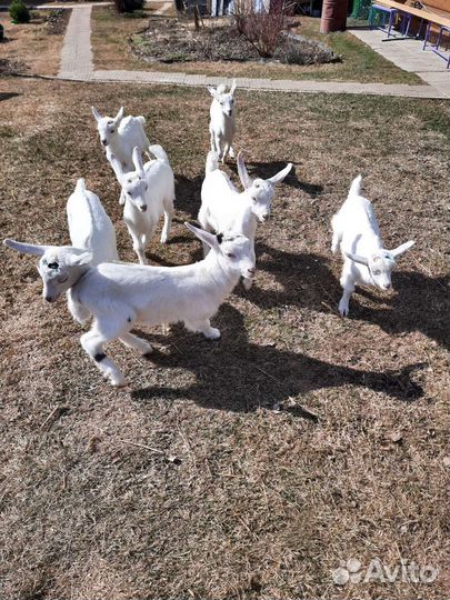 Козлята зааненские продаются