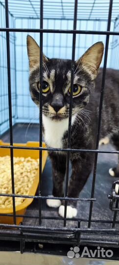 Кошечка в добрые руки