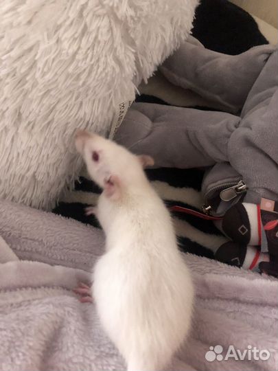 Крыса с клеткой