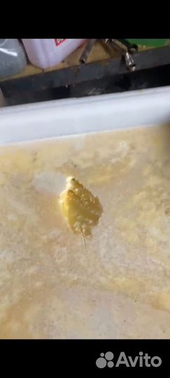 Мёд разнотравье 2023 г