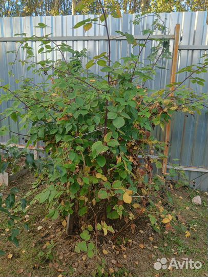 Большой куст Ежемалины