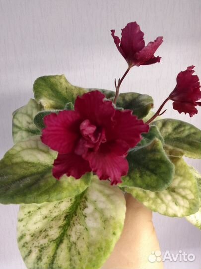 Набор сортовых фиалок