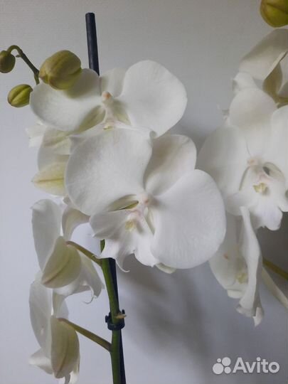 Орхидея биглип Manta Mindoro