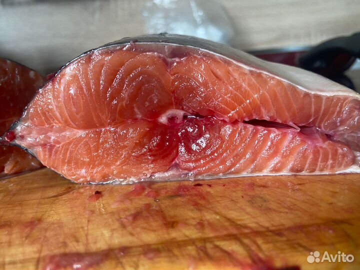 Дикий Лосось 2024 (сима)