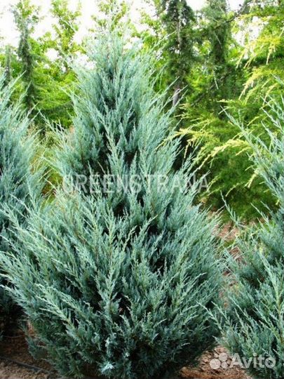 Саженцы Можжевельник скальный Мунглоу