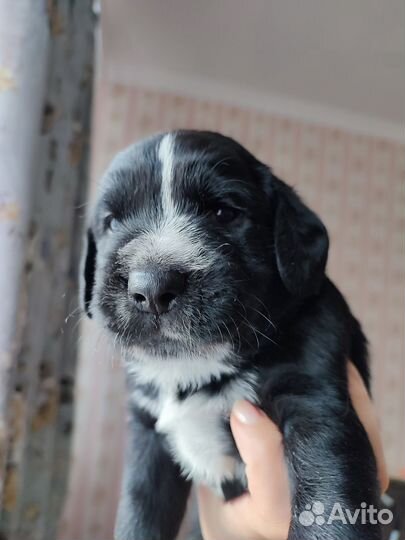 Русский охотничий спаниель щенки