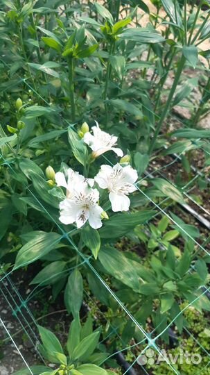 Альстромерия цвиты