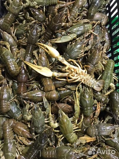 Живые раки оптом