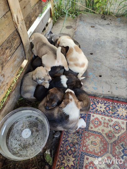 Собака в добрые руки