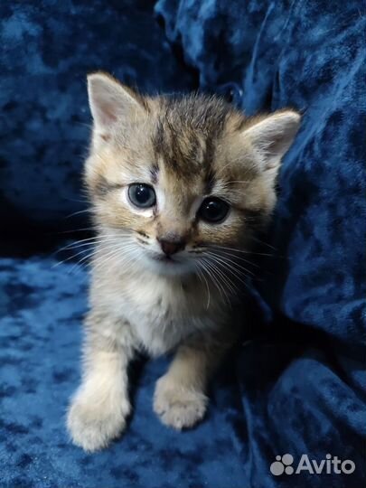 Британская кошка