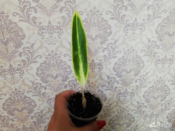 Редкие и красивые сорта Аглаонемы, Кротон