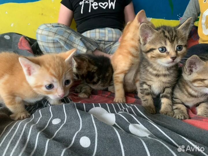 Котята в добрые руки