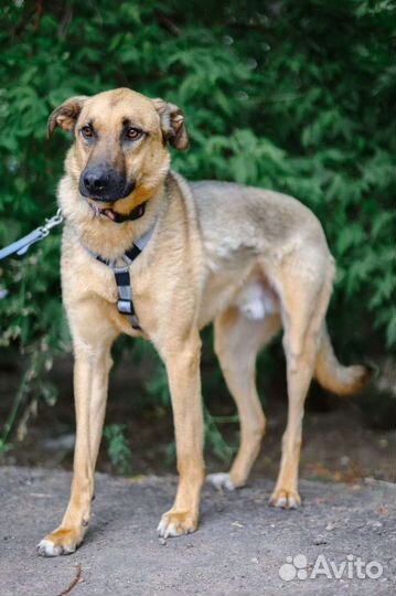 Очаровательный пёс из приюта в дар