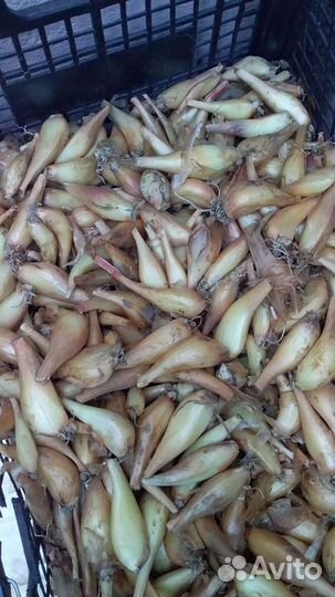 Лук на перо