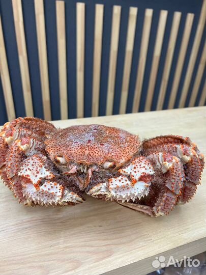 Краб волосатик