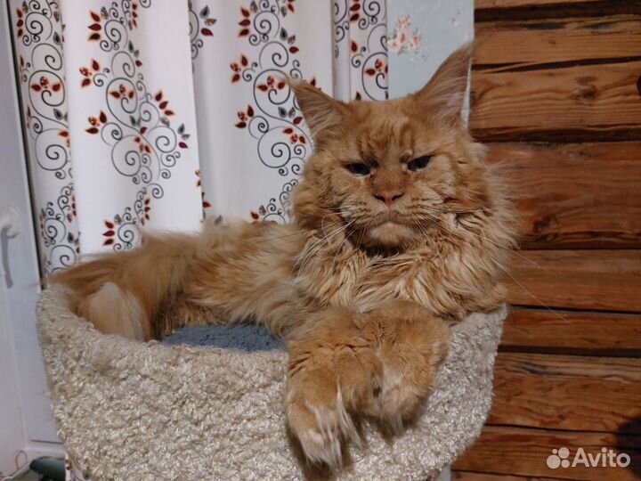 Кот мейн-кун полидакт вязка