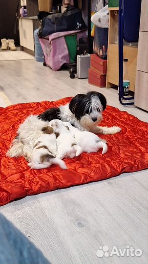 Бивер йорк девочки