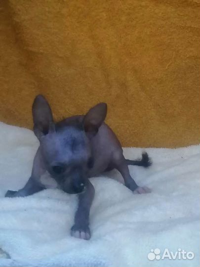 Голый мини парень