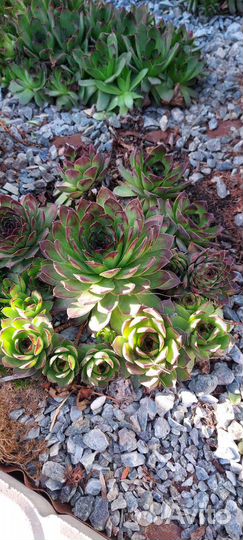 Суккуленты уличные