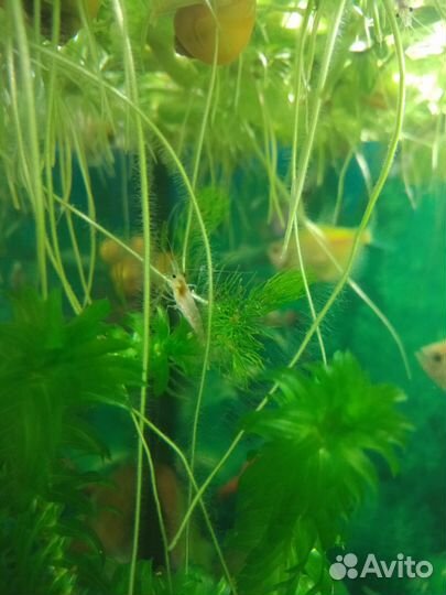 Аквариумные креветки Вишни