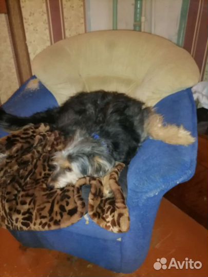 Собаки бесплатно в добрые руки