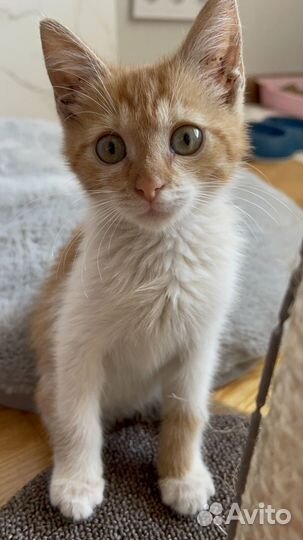 Рыжий Котенок Девочка Отдам в хорошие руки