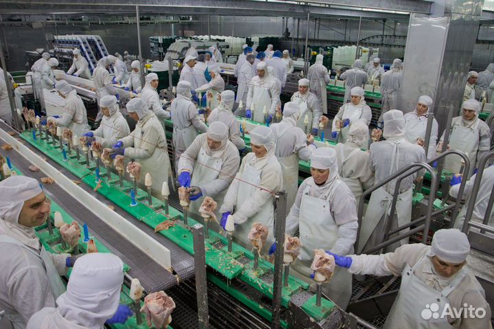 Оператор линии, птицефабрика