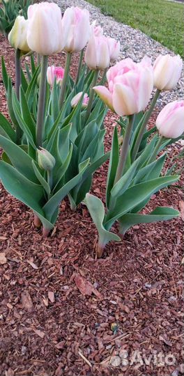 Кора лиственницы мульча