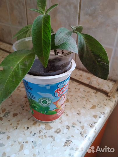 Рассада пепино Консуэло