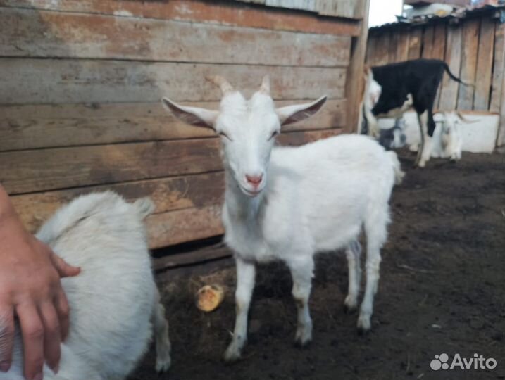 Продам коз