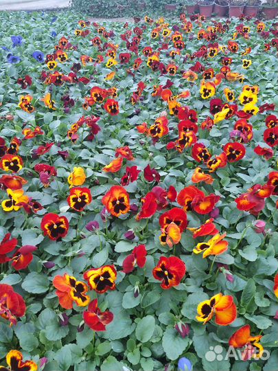 Рассада виолы