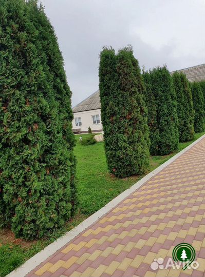 Туя Колумна для участка. Питомник