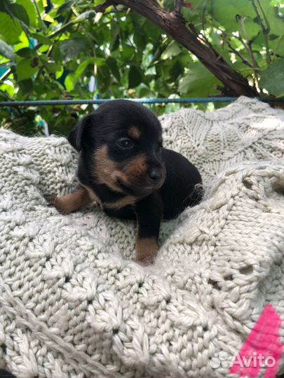 Щенки цвергпинчера