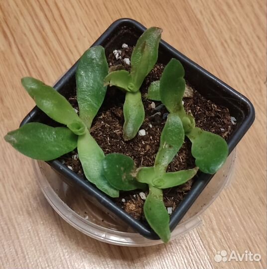 Редкая крассула Капителла Кэмпфайр и Древовидная