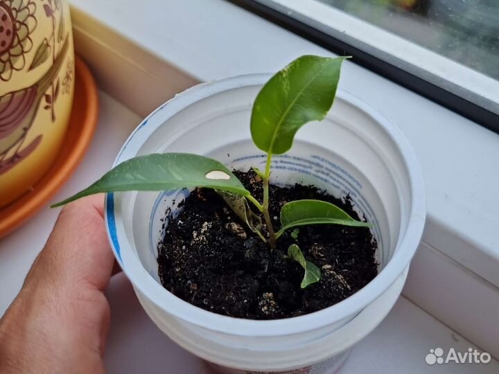 Фикус бенджамина цена в описании