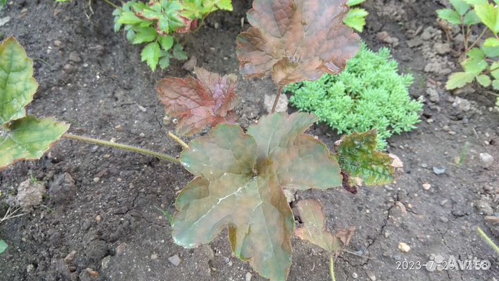 Многолетники из своего сада