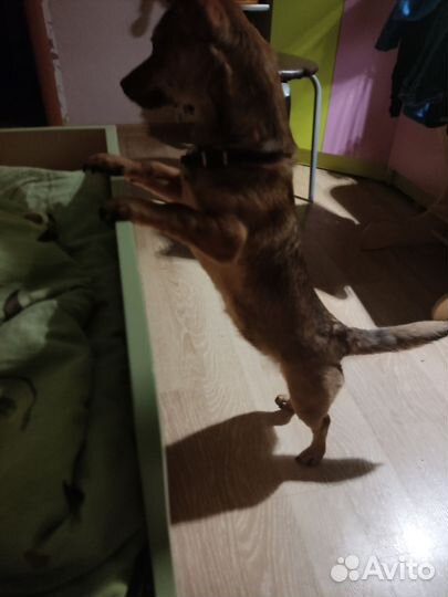 Обычный щенок
