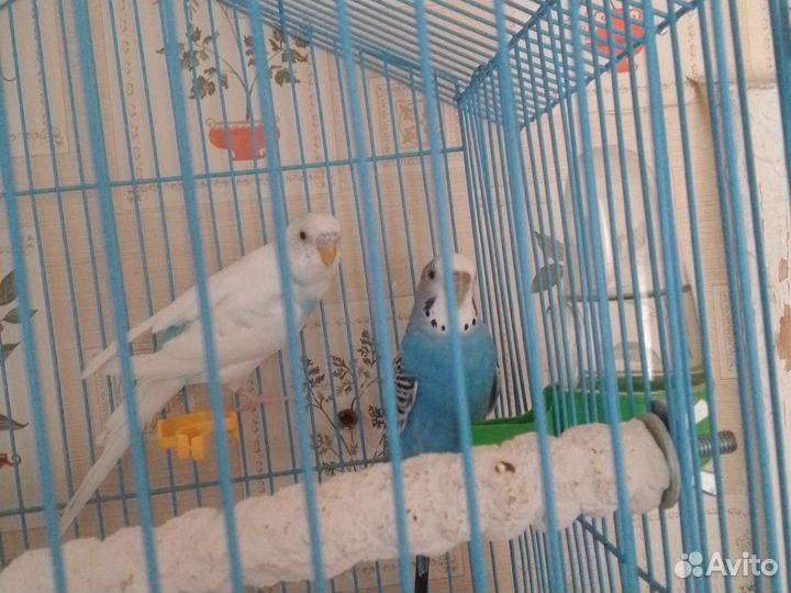 Волнистый попугай с клеткой