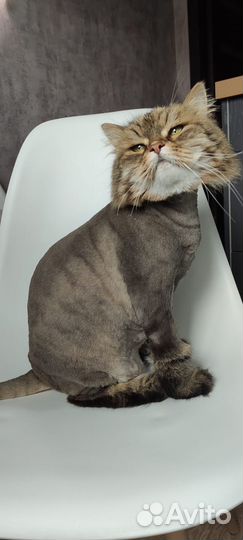 Стрижка кошек и собак