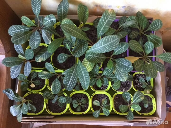 Молочай эуфорбия