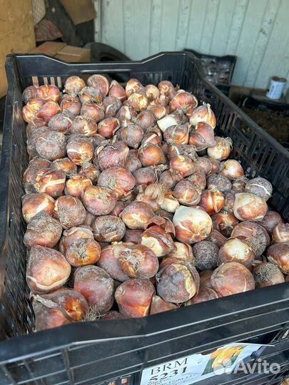 Луковицы тюльпанов оптом