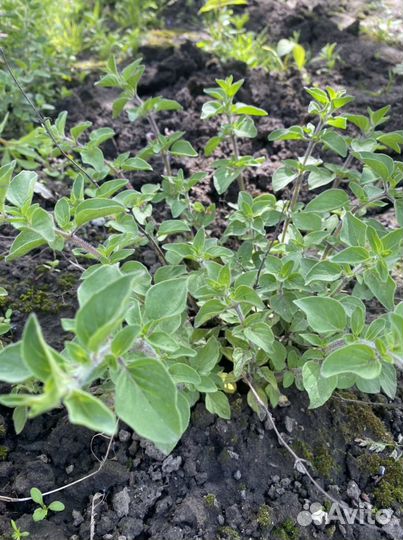 Руккола Орегано Лаванда Эстрагон