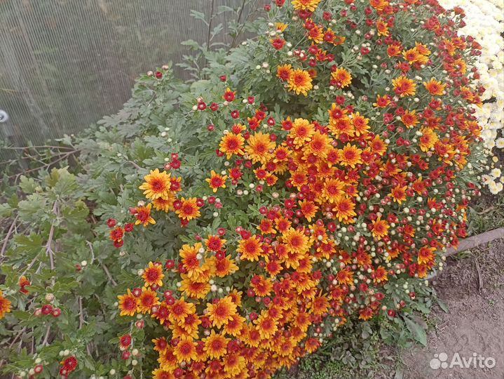 Хризантемы мультифлора
