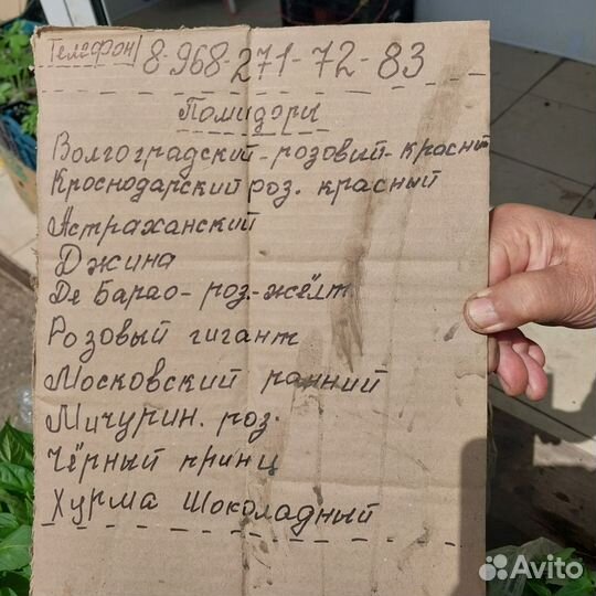 Рассада помидор огурцов перцев