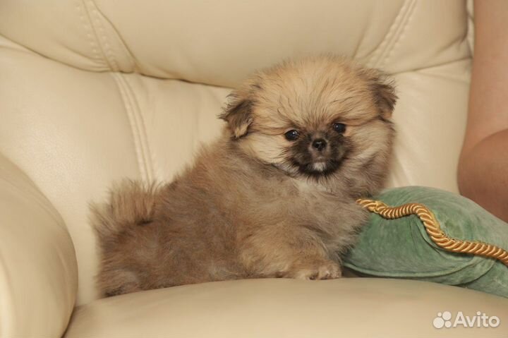 Померанский шпиц, щенки мальчик и девочка 2,5 мес