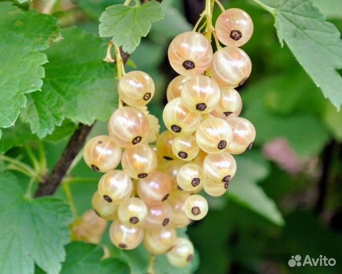 Красная, белая, черная смородина (саженцы)