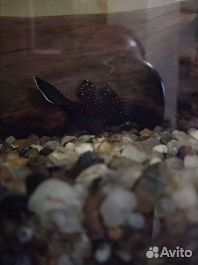 Сомы Звёздчатые L181