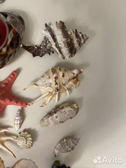 Ракушки, камушки с моря